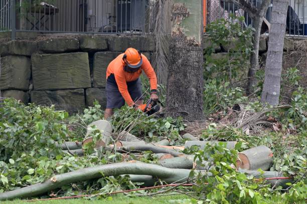 How Our Tree Care Process Works  in  Zillah, WA